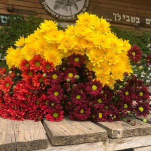חרציות מיקס חמים-גדול