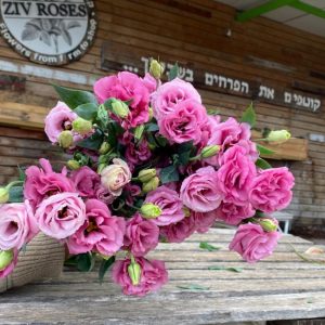 חבילת ליזיאנטוס ורוד