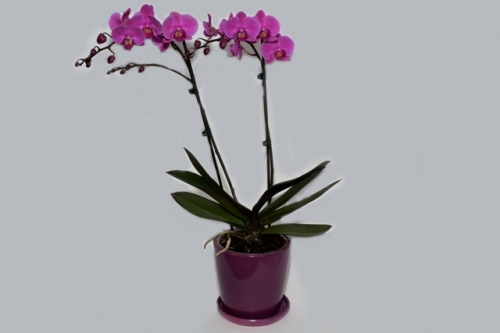 עציץ סחלב זוגות סגול בקרמיקה GLAZE