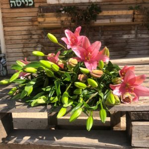 חבילת ליליות ורודות / סגולות