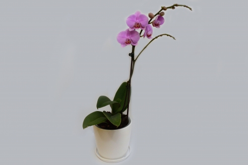 עציץ סחלב ענף 1 ורוד בקרמיקה GLAZE