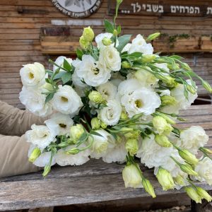 חבילת ליזיאנטוס לבן