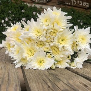 חרציות בצבע לבן-רגיל