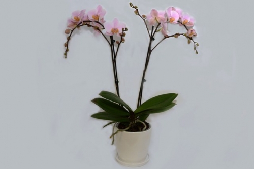 עציץ סחלב זוגות ורוד בקרמיקה GLAZE
