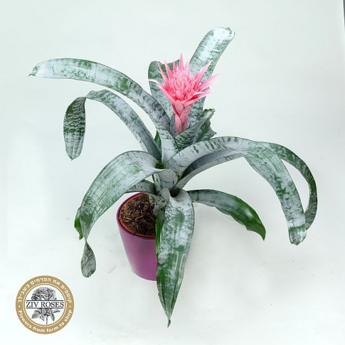 עציץ אכימאה בקרמיקה GLAZE